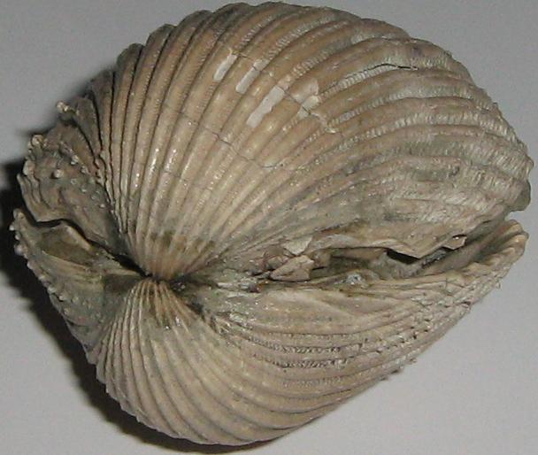 Acanthocardia echinata (L, 1758) - pliocene - Lazio